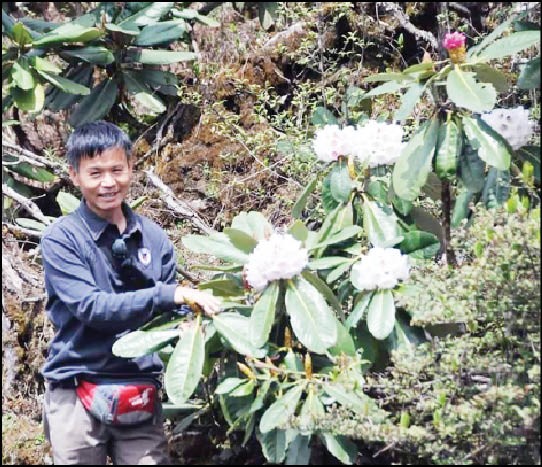 Dr. Ashiho Asosü Mao, the first Director of Botanical Survey of India from the North East India.