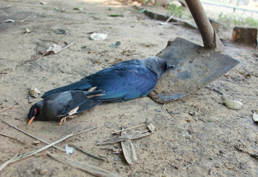 A dead crow and myna found at Tau Devi Lal Biodiversity and Botanical Garden in Sector-52, in Gurugram on January 12. (PTI Photo)