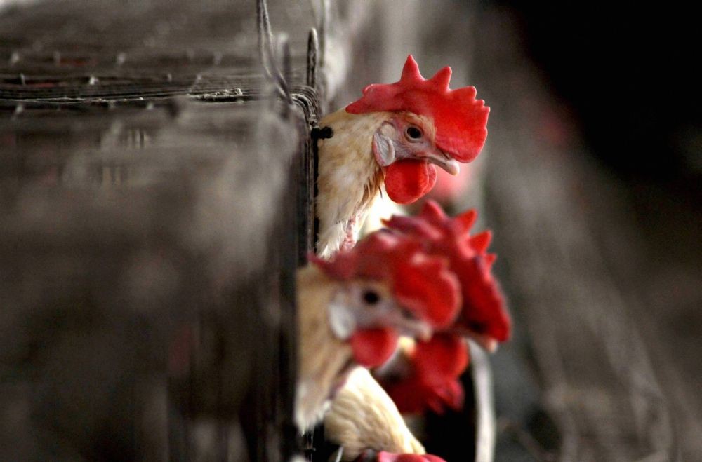 Amritsar: Chickens at a poultry farm at Chabba village, near Amritsar, Jan. 7, 2021. Following the confirmed reports of avian influenza (H5N1) or Bird Flu-related deaths of migratory and other birds in the neighboring state of Himachal Pradesh, the Punjab government has issued an alert for any suspicious death of migratory or poultry birds. (PTI Photo)