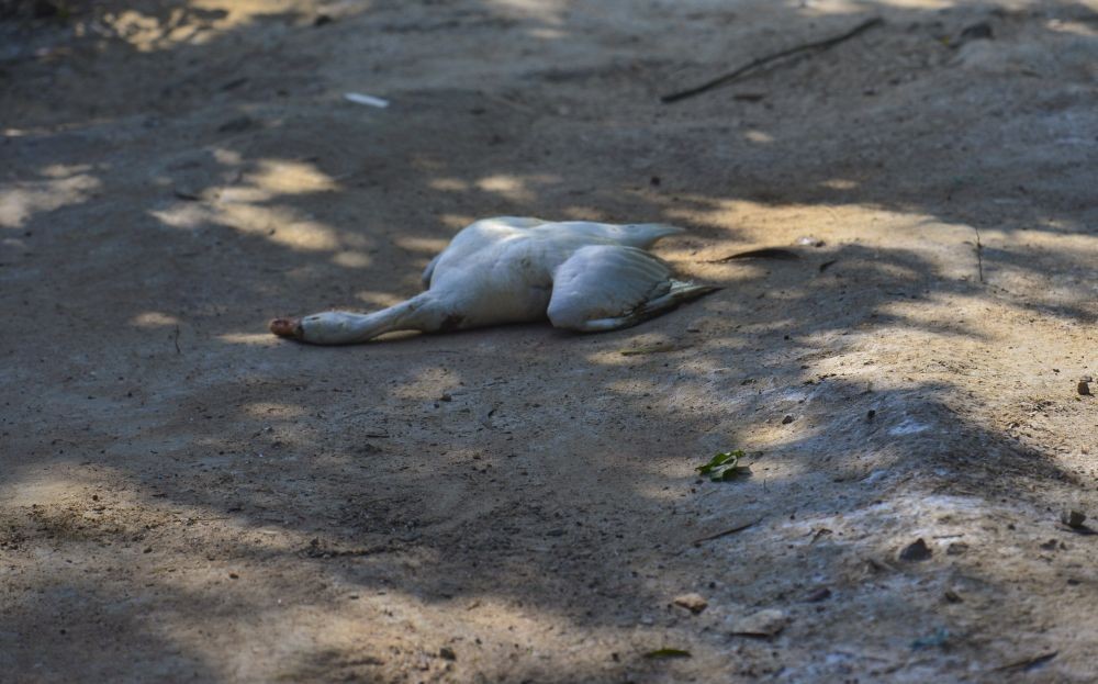 New Delhi: Carcass of a goose lies near Sanjay Lake in New Delhi, Monday, Jan. 11, 2021. An alert has been sounded across the country after the detection of bird flu cases in six states. (PTI Photo/Ravi Choudhary)
