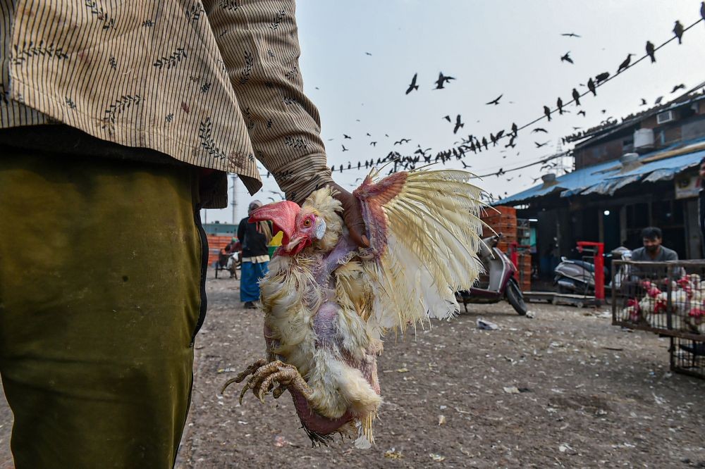 New Delhi: A man carries chicken at Ghazipur Murga Mandi, in New Delhi, Saturday, Jan. 9, 2021. The poultry market in Delhi will remain closed for 10 days due to the outbreak of avian influenza, commonly known as bird flu, in several parts of the country. (PTI Photo/Arun Sharma) 