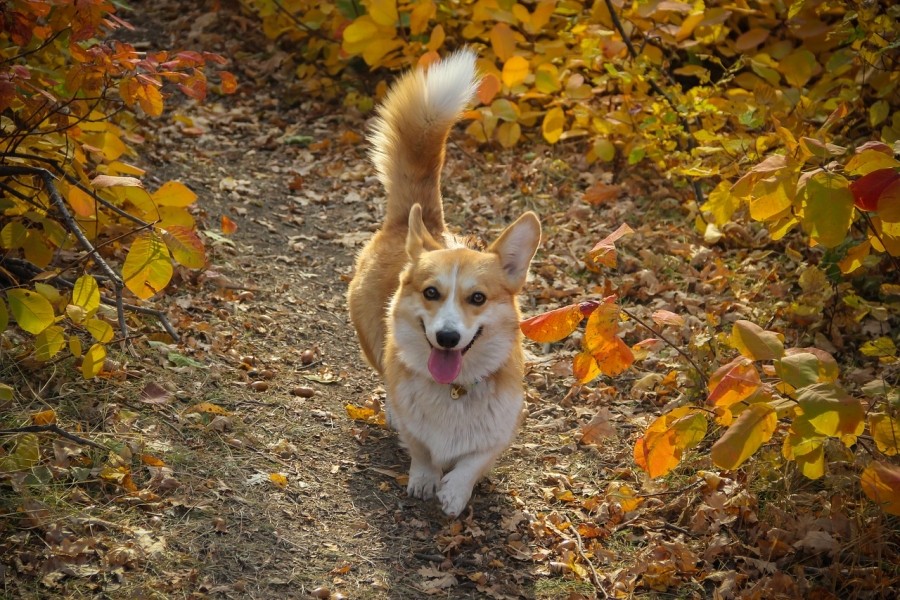 There are a lot of different ways animals can show they are happy, but sometimes they do the same thing when they are in pain. Often we can get a good idea if they are happy or unhappy by looking at how they are behaving in general. (Photo: pixabay.com)