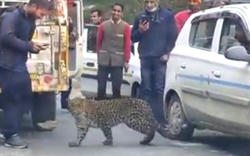 Leopard 'plays' with motorists in Himachal, raises concern. (IANS Photo)