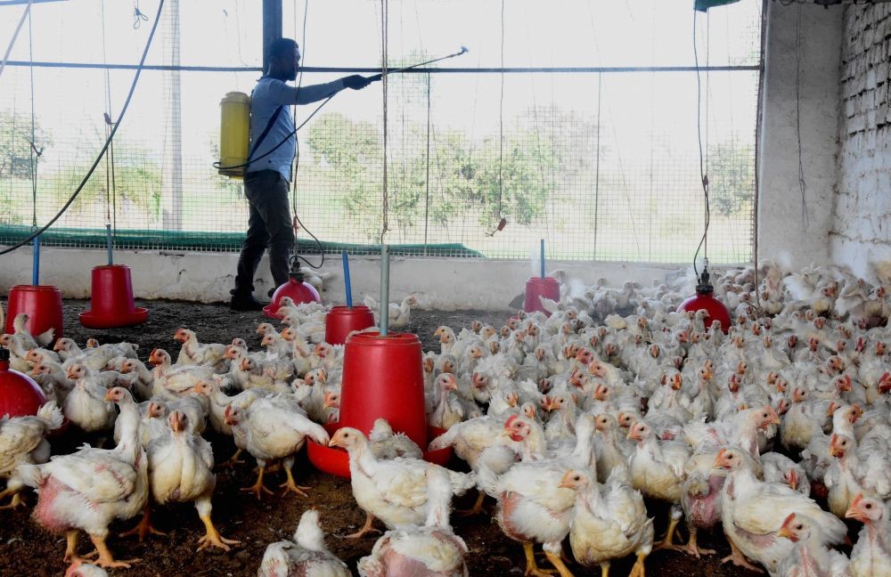 Bhopal: A worker sprays disinfectant inside a poultry farm in view of Avian influenza, in the outskirts of Bhopal, Wednesday, Jan. 06, 2021. (PTI Photo)