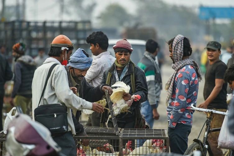 Thousands of birds have died across several States triggering a nationwide Bird Flu outbreak. (PTI Photo)