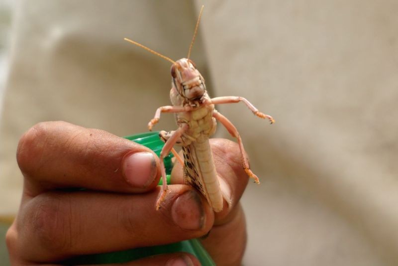 FAO warns of renewed desert locust invasion in Kenya, Ethiopia. (IANS Photo)