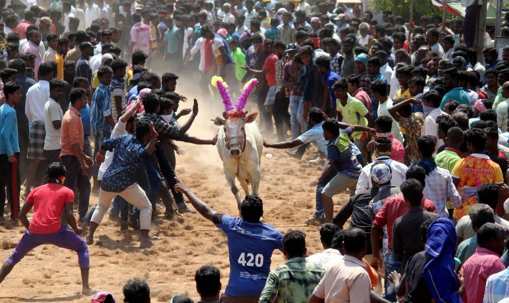 Vellore: A bull runs through the crowd during the traditional ‘Eruthu Vidum Vizha’ (a bull race) in Vellore district, Tuesday, Feb. 16, 2021. (PTI Photo)