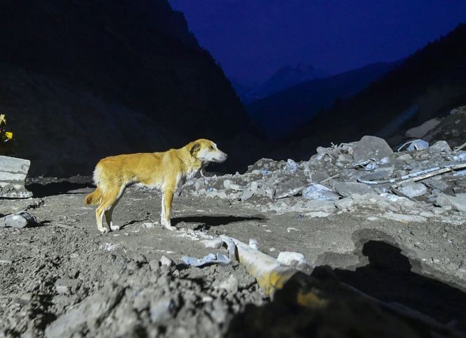 A dog looks at the debris near the damaged Tapovan tunnel, in the aftermath of a glacier burst in Uttarakhand's Joshimath that triggered a flash flood in Chamoli district, on Saturday evening. As per locals, since the disaster on February 7, the dog has been whining day and night and hasn't left the site, searching and waiting for her three puppies, who are most likely buried in the debris. Photograph: Arun Sharma/PTI Photo