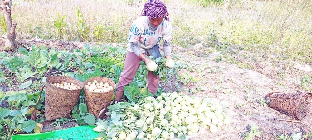 A farmer sorts out the potato and kohlrabi harvest on February 27. (Morung Photo)