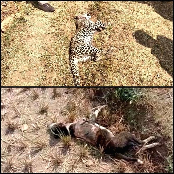 Leopard and dog fight to a finish in Karnataka. (IANS Photo)