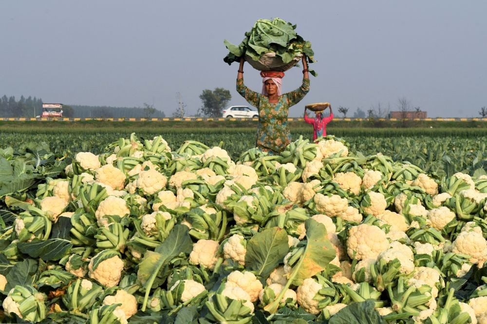 Ambala: Farmers harvest cabbage in a field on the outskirts of Ambala district in Haryana, Thursday, Feb. 25, 2021. (PTI Photo