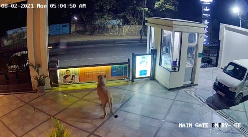 Lion enters a hotel premises in Junagadh. (IANS Photo)