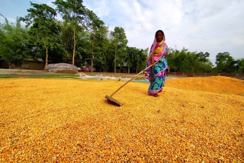 BHU develops 'adsorbent' from rice husk. (IANS Photo)