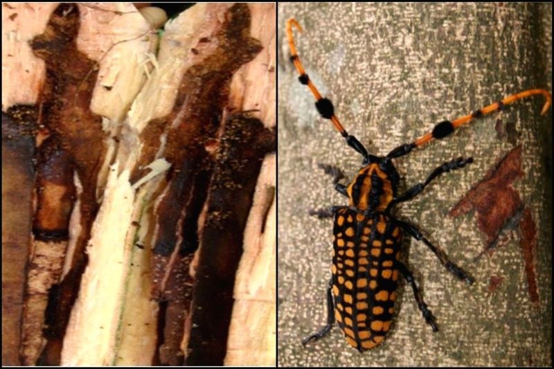 China beetles infesting gooseberry plants in northeast: Scientists. (IANS Photo)