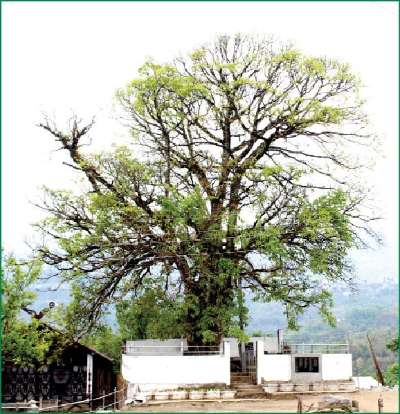 A view of the sacred banyan tree, Khubu Redzü in the front and the King’s house by the side. (Photo by Pfokrelo Kapesa)