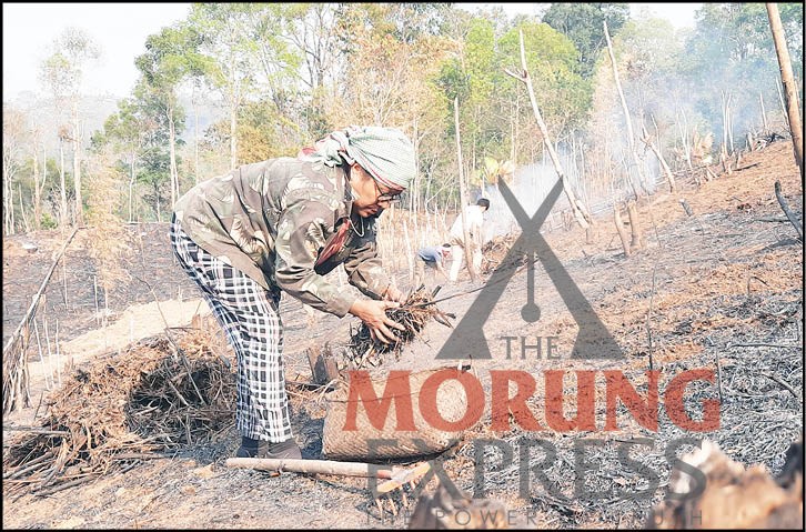 A woman clears debris and works at her new jhum field days after the field was burnt at Mokokchung village. (Morung Photo)