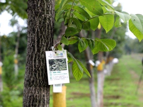 Photo taken on July 29, 2020 shows a tree with a tag and QR code in Yanqing, located in the northern suburbs of Beijing, capital of China. (IANS File Photo)