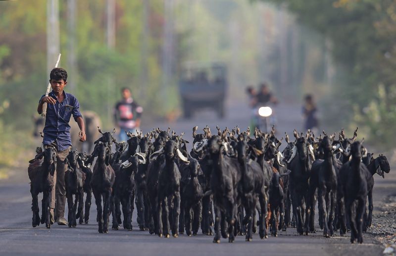 Ahmedabad: A shepherd walks with his goats on a highway on the outskirts of Ahmedabad, Saturday, March 20, 2021. (PTI Photo/Kamal Kishore) 