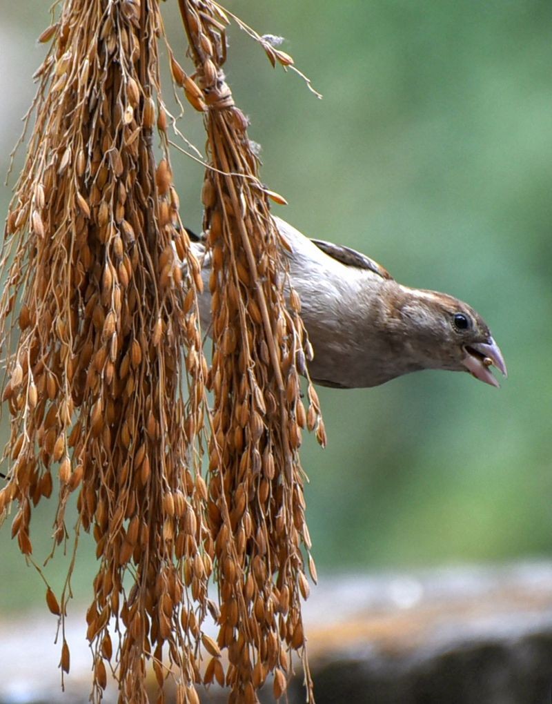 Guwahati: A sparrow collects rice grain on World Sparrow Day, in Guwahati, Saturday, March 20, 2021. (PTI Photo)