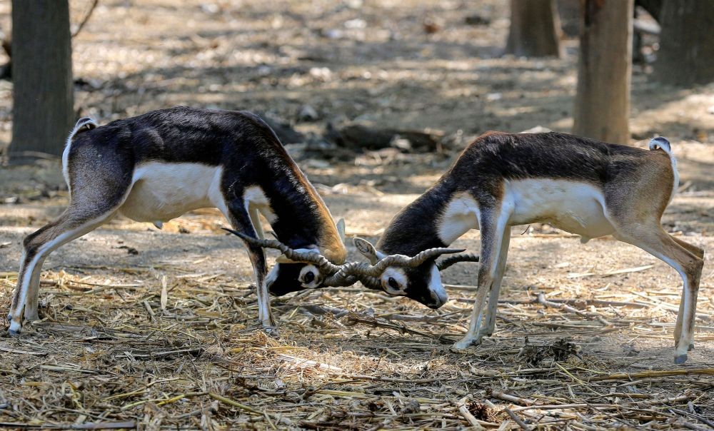 Bathinda: Blackbuck lock horns inside an enclosure at Mini Zoo, in Bathinda, Saturday, March 13, 2021. (PTI Photo)