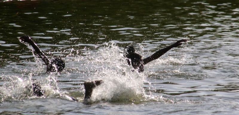 Children swim to beat the heat on a hot day. (IANS File Photo)