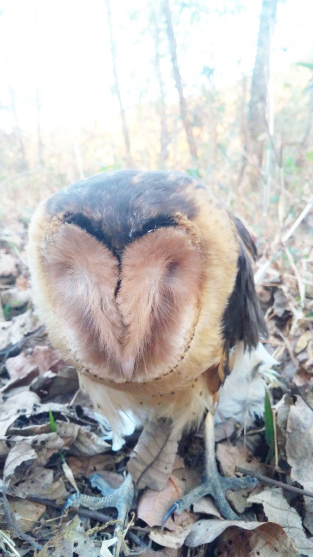 The Eastern Grass Owl. (Photo Courtesy: PACSU)