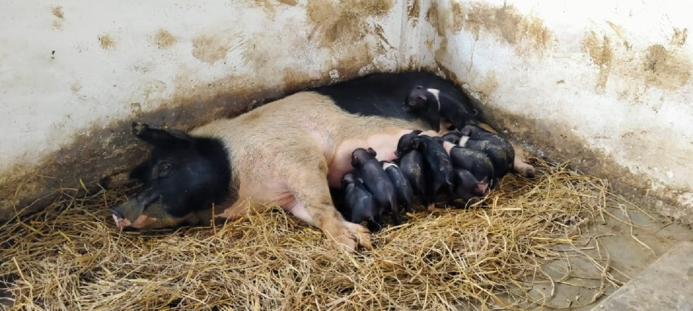 Piglets produced by artificial insemination technology