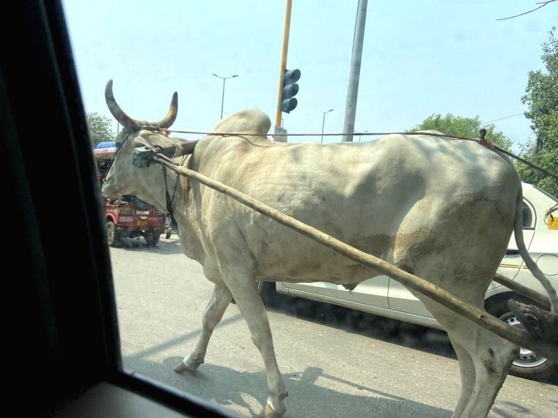 To beat fuel price blues, traders take to bullock carts in TN. (IANS Photo)