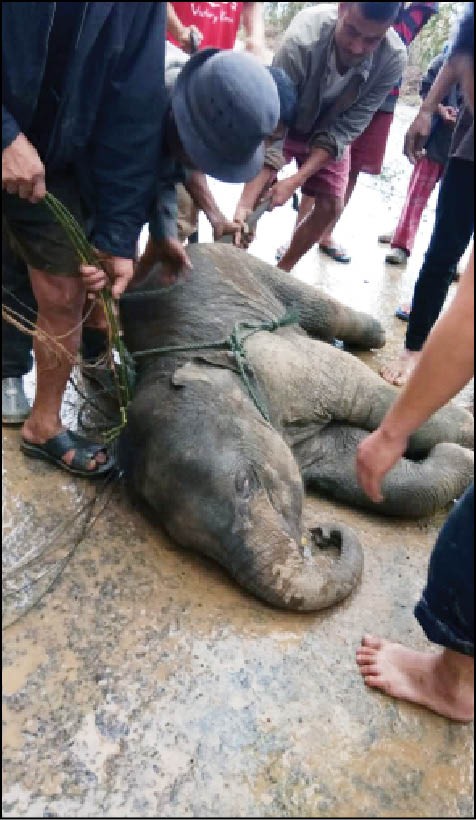 The volunteers of Green-SONS and the youth of Sanis Town in Wokha district rescued an elephant calf on April 7. The government’s slow response to power lines electrocuting elephants could lead to a human-animal conflict, a concern that the volunteers have repeatedly raised. (Photo courtesy Green-SONS)