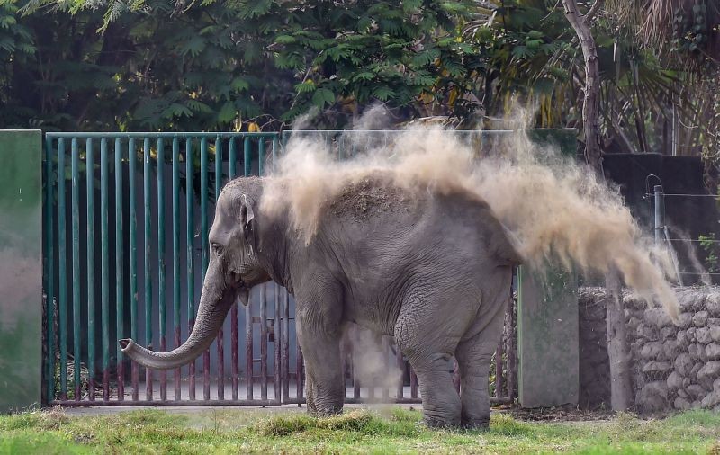 Kolkata: An elephant takes a dust bath on a hot summer day, at Alipore Zoological Garden in Kolkata, Tuesday, March 2, 2021. (PTI Photo/Swapan Mahapatra)