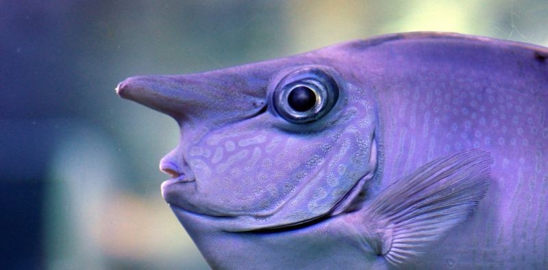 The Ringtail Unicornfish, which occurs in tropical marine waters of the Indo-Pacific. All fish sleep, even the weird-looking ones. Bernard Spragg/Flickr