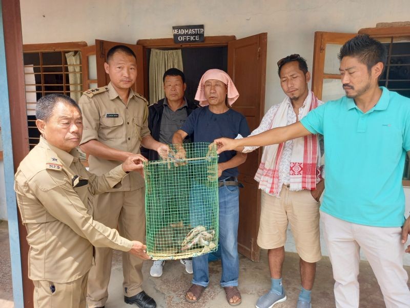 The rescued jackals were handed over to Forest department officials at Government High School, Sungro on April 12. (Photo Courtesy: Abenthung Kikon)