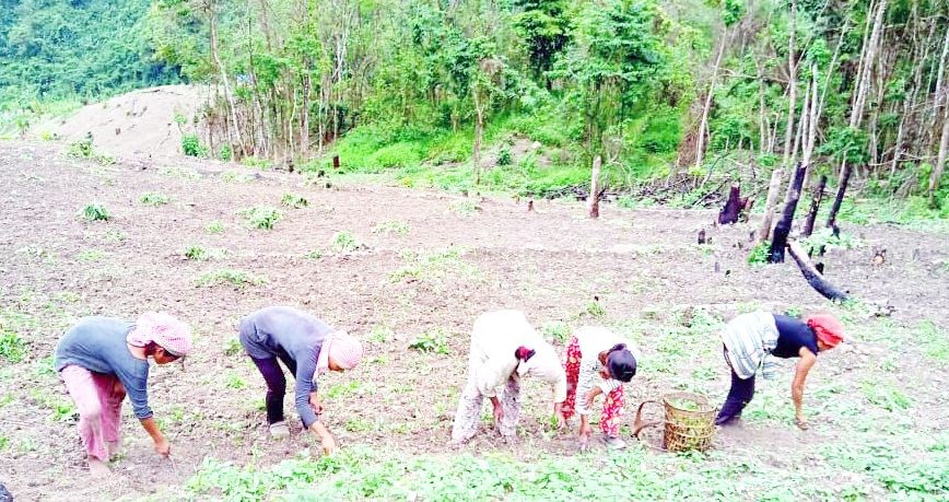 Farmers pull weeds in their ginger field in a village in Phek district. (Morung File Photo for representational purpose only)