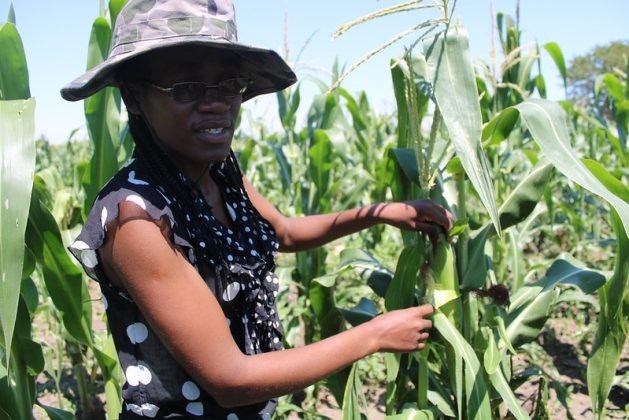 Young farmers who have land are failing to access bank loans despite the Zimbabwean government touting farming as the final frontier that will guarantee the country's food security needs. (Busani Bafana/IPS Photo)