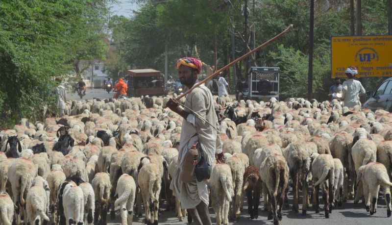 Mathura: A shepherd walks with his flock of sheep in search of pasture land, in Mathura, Saturday, April 17, 2021. (PTI Photo)