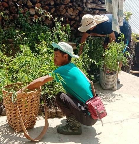 Kigwema village folks plant saplings in the vicinity of the village and national highway passing the village on April 24.