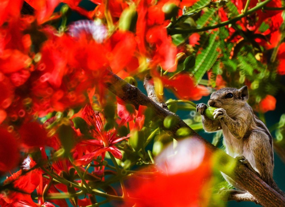 New Delhi: A squirrel eats Gulmohar flower bud, in New Delhi, Sunday April 11, 2021. (PTI Photo/Kamal Kishore)