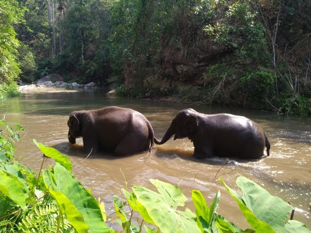Two elephants cross a stream in Malai Mahadeshwara Hills Wildlife Sanctuary. Thanks to a number of conservation projects run by various government agencies, non-government organisations and the International Union for Conservation of Nature (IUCN), the wildlife population is thriving again. The forest is now home to an estimated 500 elephants and several other big game animals, including bison and tigers. (Stella Paul/IPS Photo)