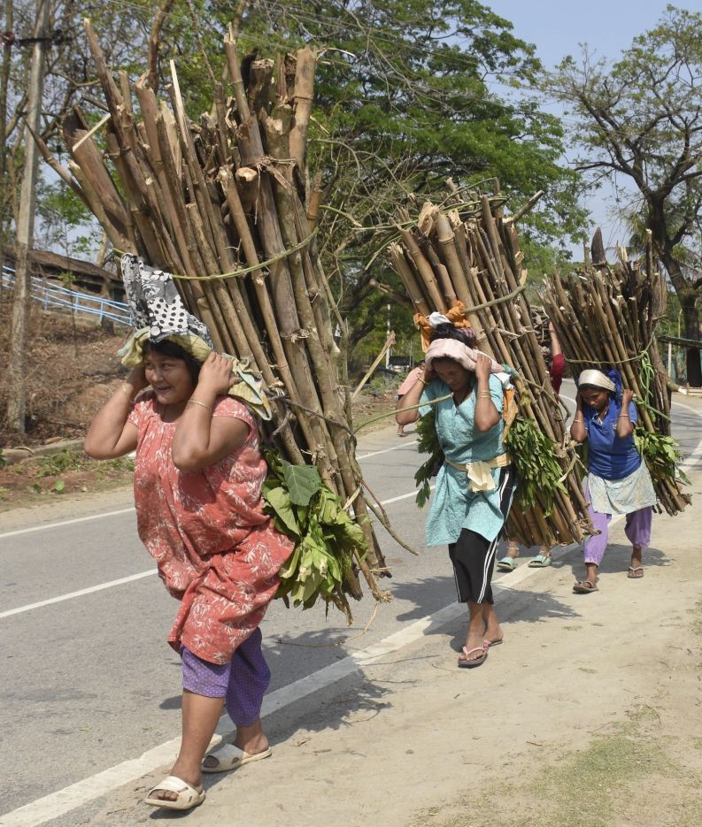 Kamrup: Women carry firewood towards their houses after collecting from a nearby forest area, at Panikhaiti in Kamrup district, Thursday, April 1, 2021. (PTI Photo)