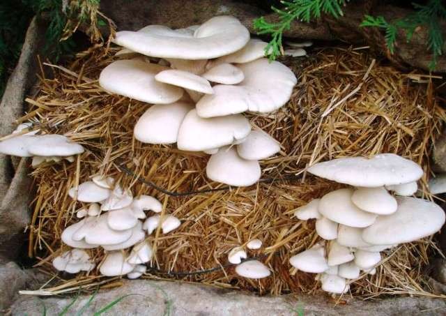 The report stated that mushroom cultivation is a viable and attractive activity of both rural farmers and peri- urban dwellers.