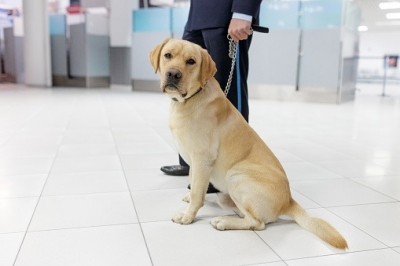 Sniffer dogs show 88% accuracy in detecting Covid: UK study