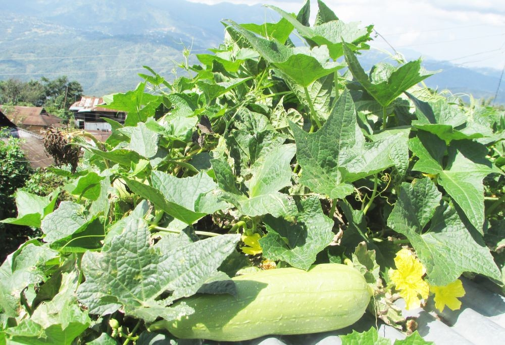 Horti dept for ‘healthy, wealthy and sustainable’ Nagaland