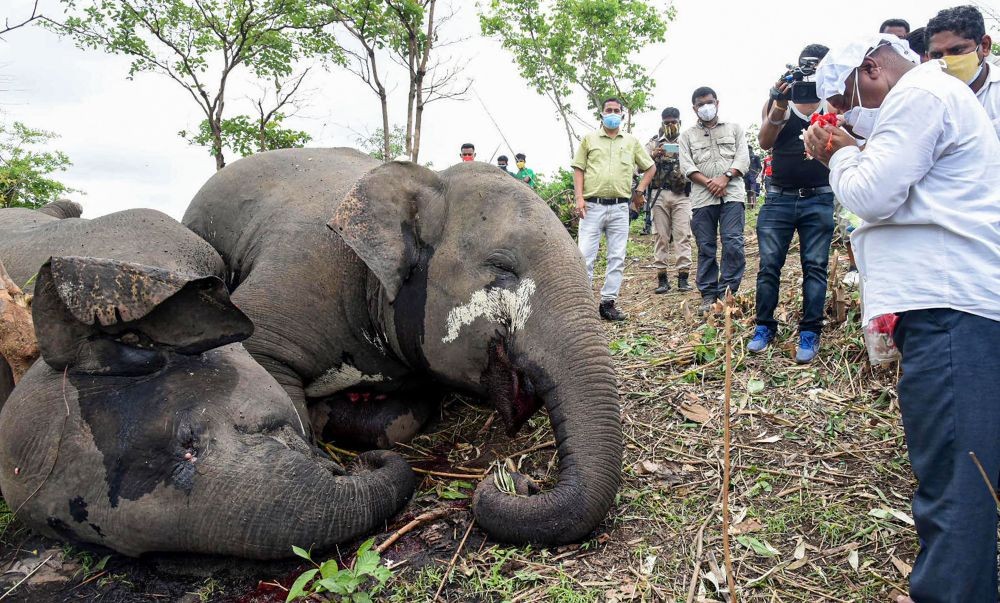 Assam minister orders probe into death of 18 elephants