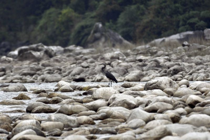 In this undated photo, a white-bellied heron, that was spotted at Walong in the Anjaw district of Arunachal Pradesh. It is one of the rarest birds in the world and is at present found only in Bhutan, Myanmar and the Namdapha Tiger Reserve in Arunachal Pradesh. (PTI Photo)