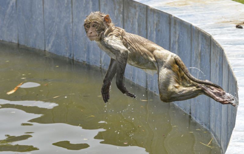 Jammu: A monkey cools off at a fountain pool on a hot summer afternoon, at a park in Jammu, Tuesday, June 8, 2021. (PTI Photo)