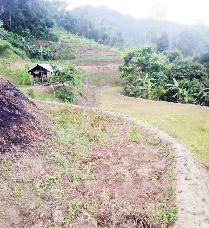 Paddy fields in Phek village lie unattended as agricultural activities across various parts of Nagaland have been affected due to scanty rainfall.