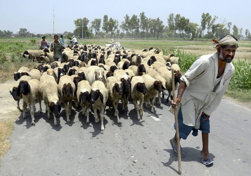 Amritsar: Shepherds take a herd of sheep for grazing, at a village near Amritsar, Tuesday, June 8, 2021. (PTI Photo)