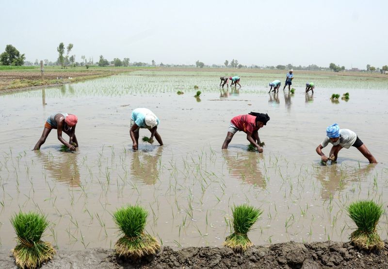 Amritsar: Workers plant paddy saplings in a field, as transplantation in Punjab begins, in Amritsar, Thursday, June 10, 2021. The decision to begin sowing on June 10 came considering the shortage of labour due to the ongoing pandemic. (PTI Photo)
