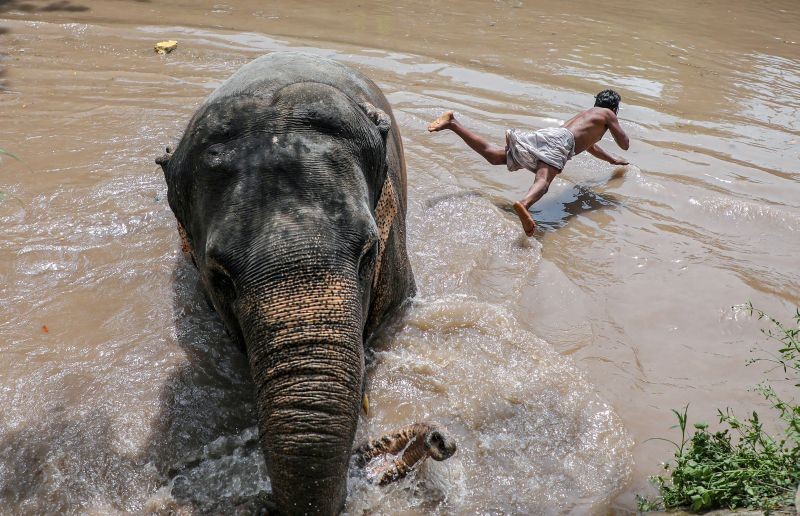 Jammu: A man along with a domesticated elephant cool off in a canal on a hot summer day in Jammu, Friday, June 11, 2021. (PTI Photo)