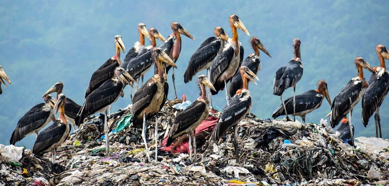 Guwahati: A flock of Greater Adjutant Storks perches on a garbage-heap at Boragaon dumping site, on the eve of World Environment Day, in Guwahati, Friday, June 4, 2021. The World Environment Day is observed every year on June 5, and the theme of this year is 'Air Pollution'. (PTI Photo)